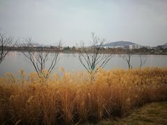 -羊山湖公园