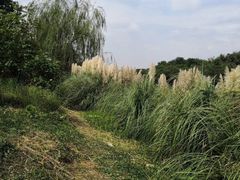 -南湖湿地公园