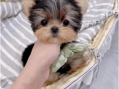-萌宠之家·腊肠犬·马尔泰·小体犬舍
