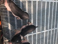 -北京鹿世界主题园