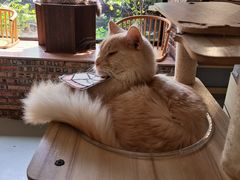 -豆逗聊愈猫阁Easy Life
