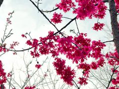 -合肥滨湖国家森林公园