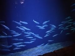 -悉尼海洋生物水族馆