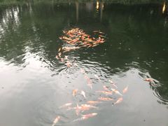 -西湖外事游船(花港观鱼码头)