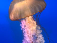 -太平洋海底世界