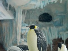 -海合安武汉极地海洋公园