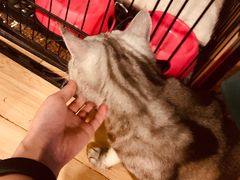 -Cappucimeow猫咪咖啡馆(韦伯时代店)