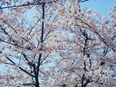 -新江湾城公园