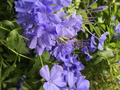 -松山湖梦幻百花洲