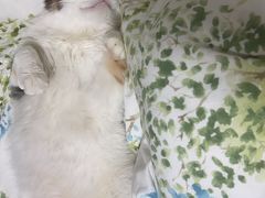 -喜多萌中农锦绣动物医院24H·猫科·牙科MRI·CT