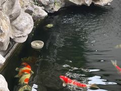 -鲤院·新中式美学·庭院餐厅(夫子庙店)
