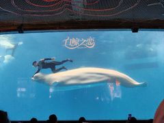 -海合安成都极地海洋公园