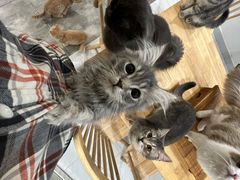 -楼上猫咖(罗湖店)
