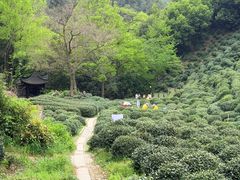 -十八棵（老龙井）御茶园(老龙井店)