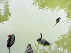 -长兴太湖图影湿地文化园