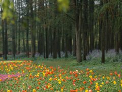 -上海共青森林公园