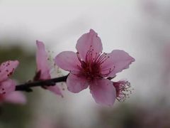 -田园东方蜜桃村的田野营地