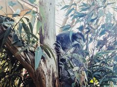 -费瑟代尔野生动物园