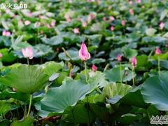 -大湾区中央湿地公园