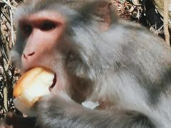 -黔灵山公园