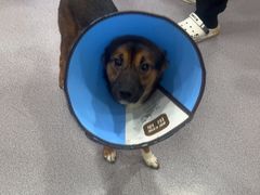 -瑞派宠物医院·犬猫全科·猫友好(宾水西道店)