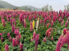 -径山花海