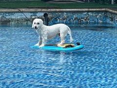 -汪说喵讲宠物乐园宠物酒店(红星美凯龙店)