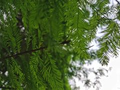 -中国科学院华南植物园