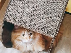 -MOCHA明星猫咖(田子坊店)