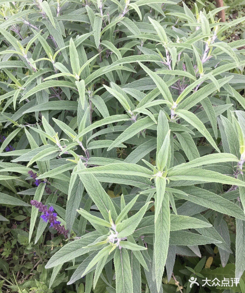🌟天呐，这里的真的好特别，价格也划算