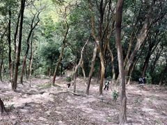-黄埔油麻山森林公园