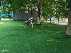 -宠物寄养训练学校