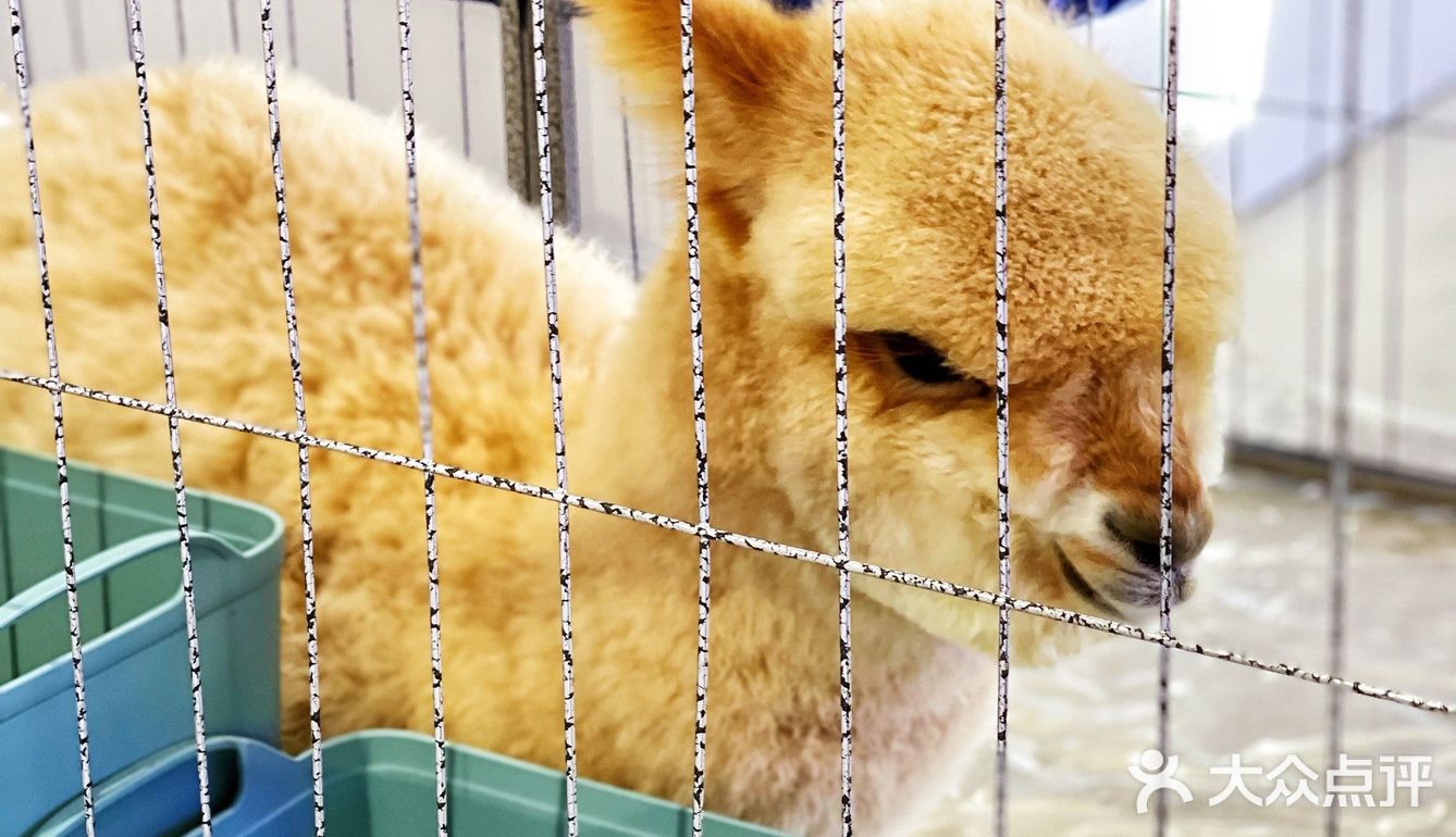 可以撸羊驼🦙的和超多萌宠🐶🐰🐱的可爱小店！