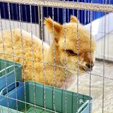 可以撸羊驼🦙的和超多萌宠🐶🐰🐱的可爱小店！