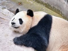 -上海野生动物园