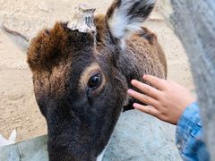 -石家庄市动物园