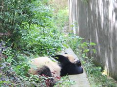 -成都大熊猫繁育研究基地