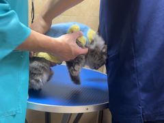 -佳雯宠物医院·皮肤科·内外科(春晓路分院)