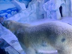 -芜湖新华联大白鲸海洋公园