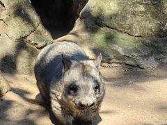 -费瑟代尔野生动物园