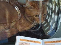 -伟伟宠物医院·CT影像中心·瑞派犬猫综合性门诊(汉口总院)
