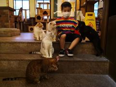 -more than meow吴止猫主题餐厅(承德 中船汇店)