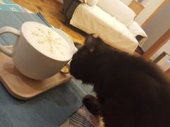 -MOYOYO猫咪咖啡店