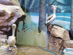 -芜湖新华联大白鲸海洋公园
