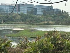 -华侨城湿地公园