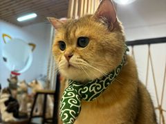 -柴迷FANS CLUB·柴犬狗咖·猫咖