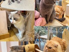 -猫咪派对(江南西店)
