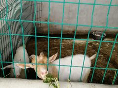 -洪湖家庭农场·团建·露营·会议