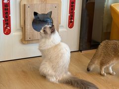 -有喵·猫咖·狗咖·30几只猫10只小狗(岗厦店)