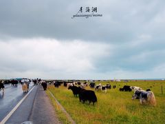 -青海湖国家重点风景名胜区